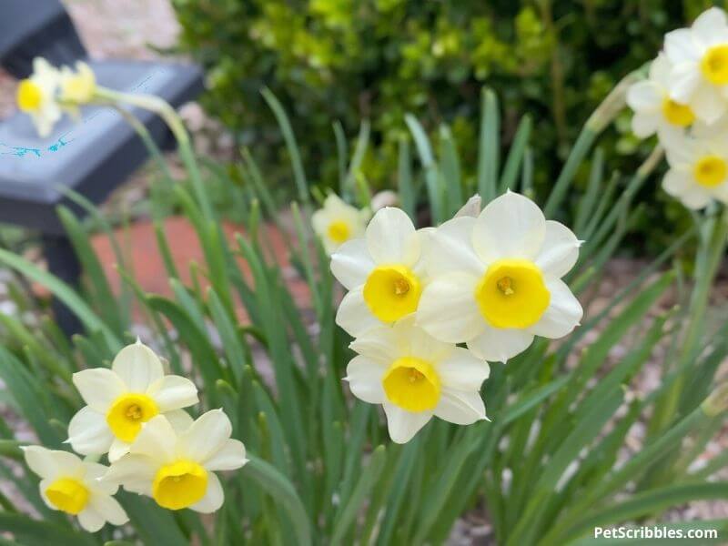 Canaliculatis miniature daffodils
