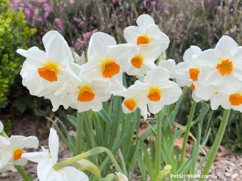 Cragford daffodils