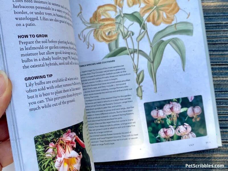 sample pages from the Growing Bulbs book