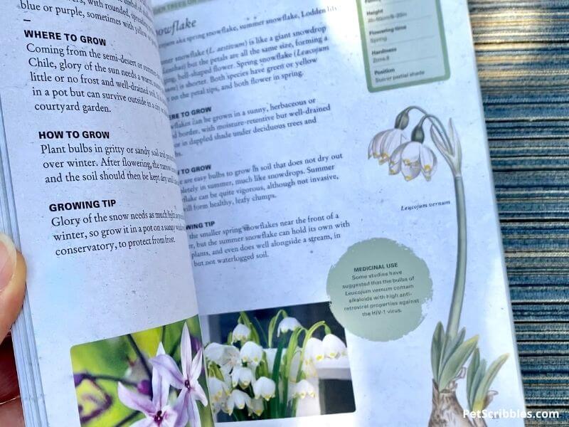 pages from the Growing Bulbs book