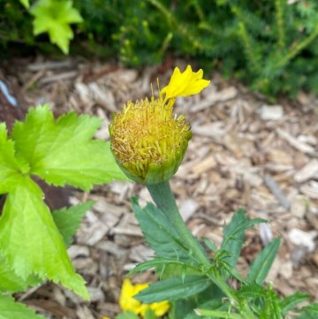 marigold eaten by rabbits