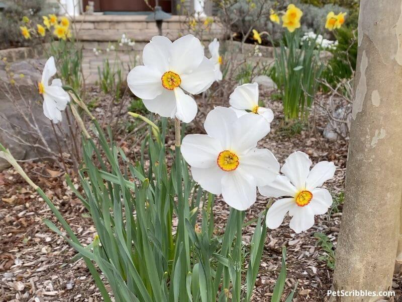 Poeticus Actaea daffodils