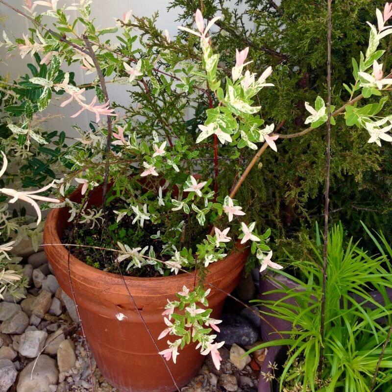 propagating dappled willow in a pot