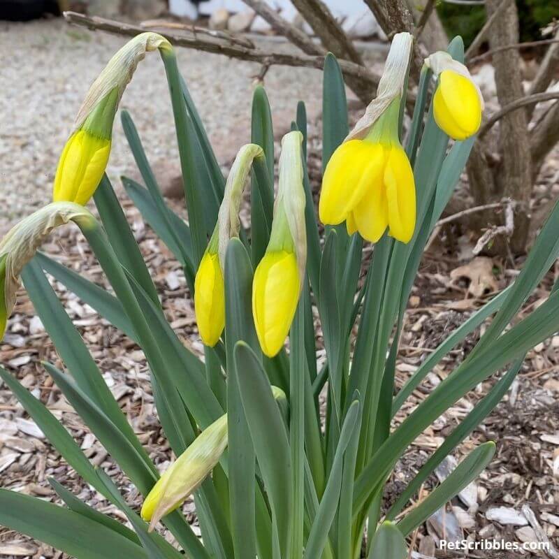 Red Devon daffodils before the flowers open up