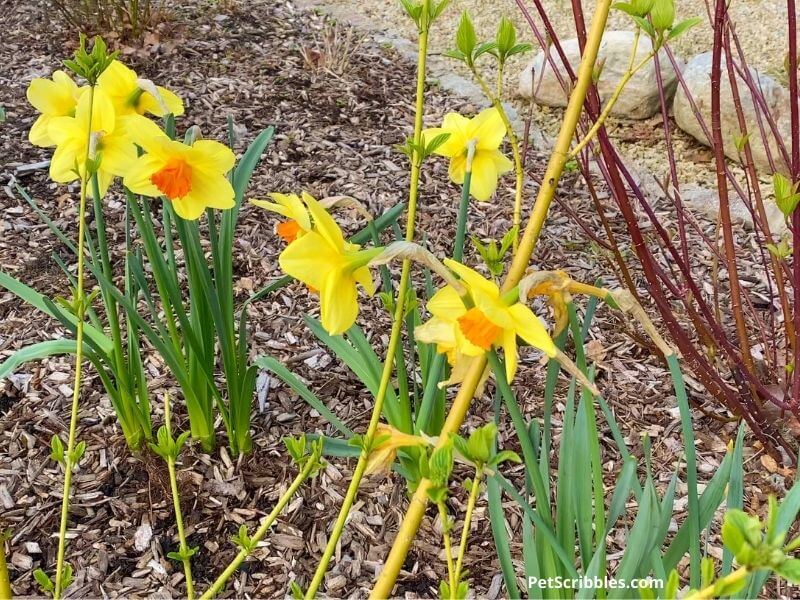 Red Devon daffodils with red and yellow twig dogwoods