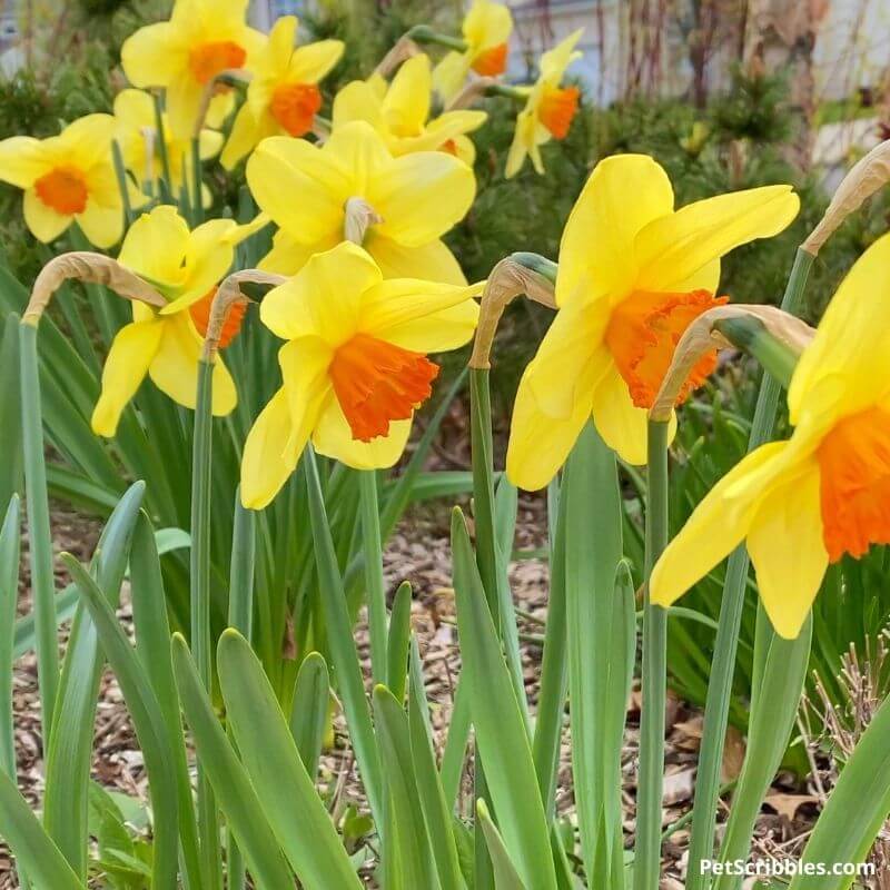 Red Devon weatherproof daffodils