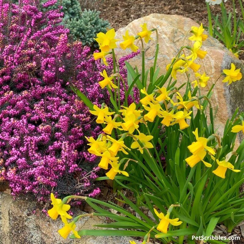 Tete-a-Tete Daffodils and Kramers Red Winter Heath