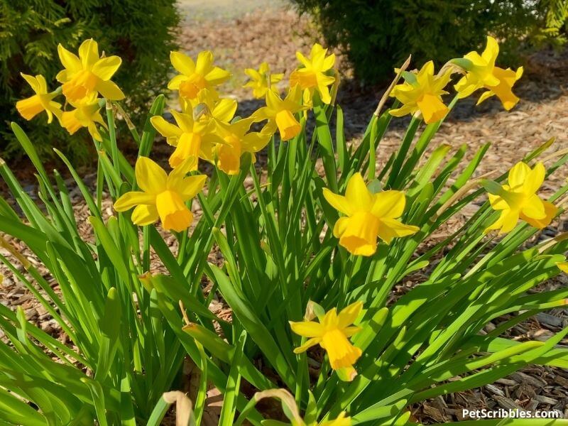 Tete-a-Tete miniature daffodils