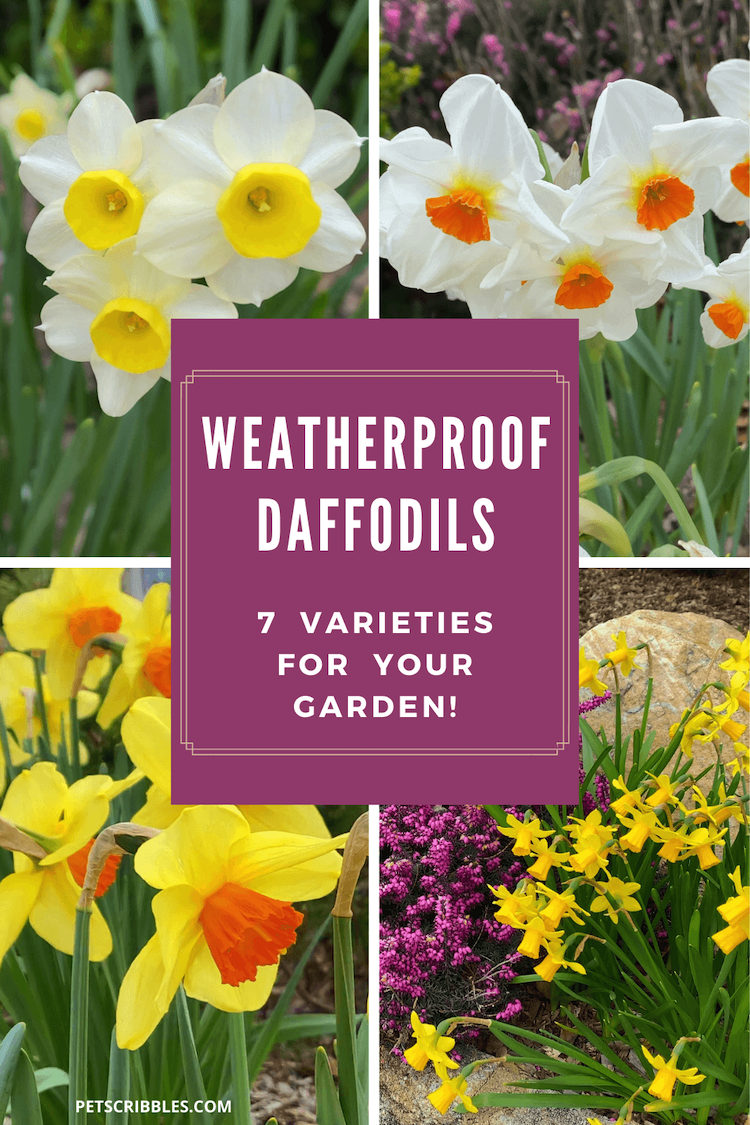 Here are 7 weatherproof daffodils grown in my garden. These pretty daffodil varieties survive Spring storms perfectly! Featuring tall and miniature, plus early, mid and late season bloomers. All naturalize wonderfully over time. Includes video. via @petscribbles