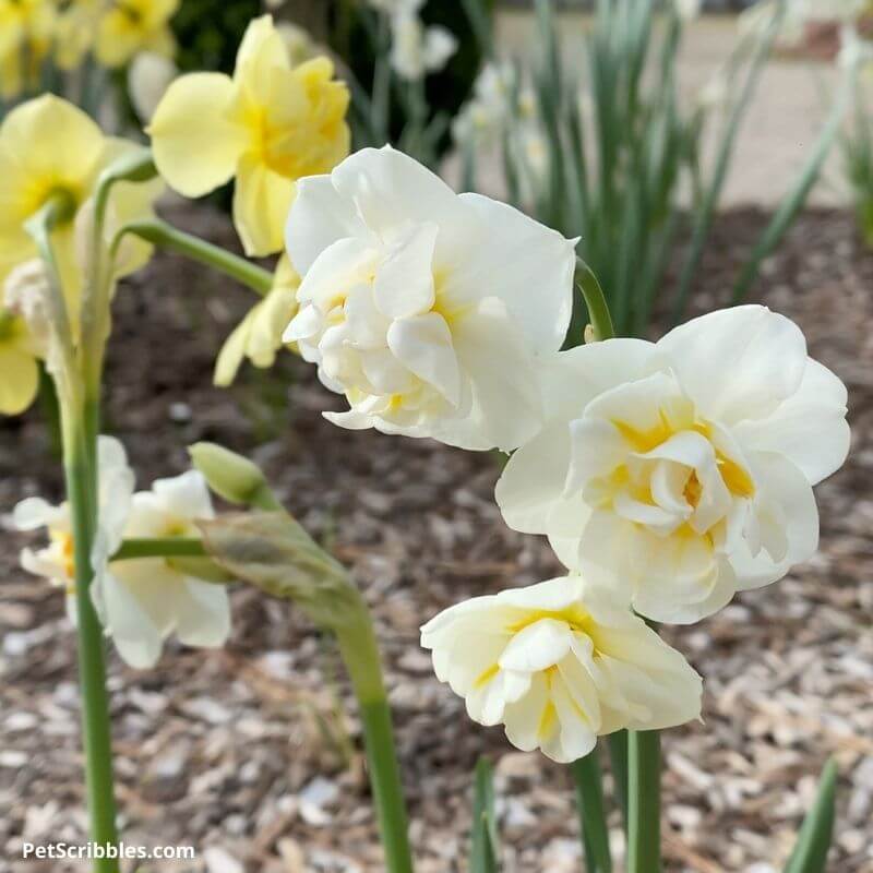 White Cheerfulness ruffled daffodils