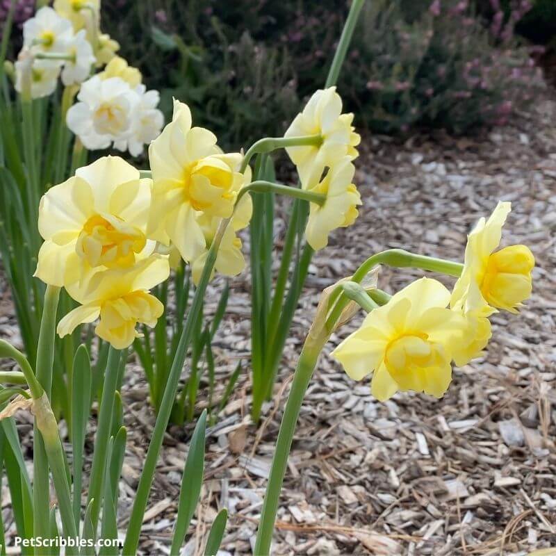 Yellow Cheerfulness ruffled daffodils