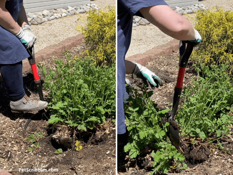 digging and dividing plants