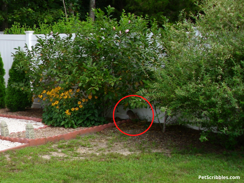 rabbit hiding in backyard garden
