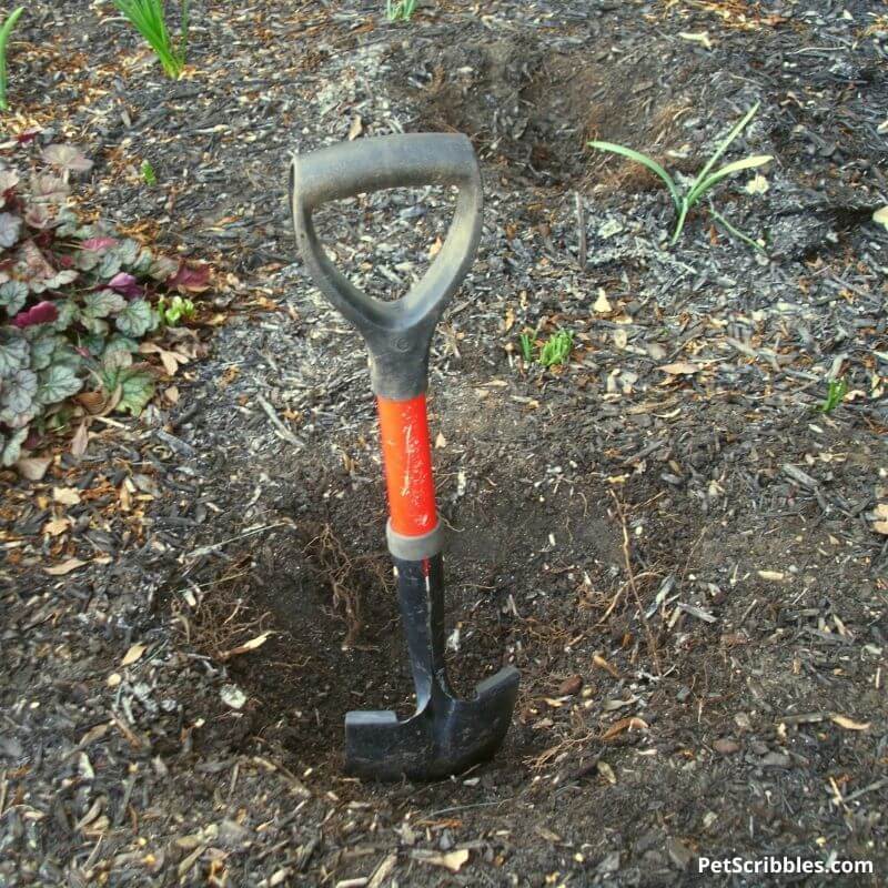 shovel sticking out of hole in garden