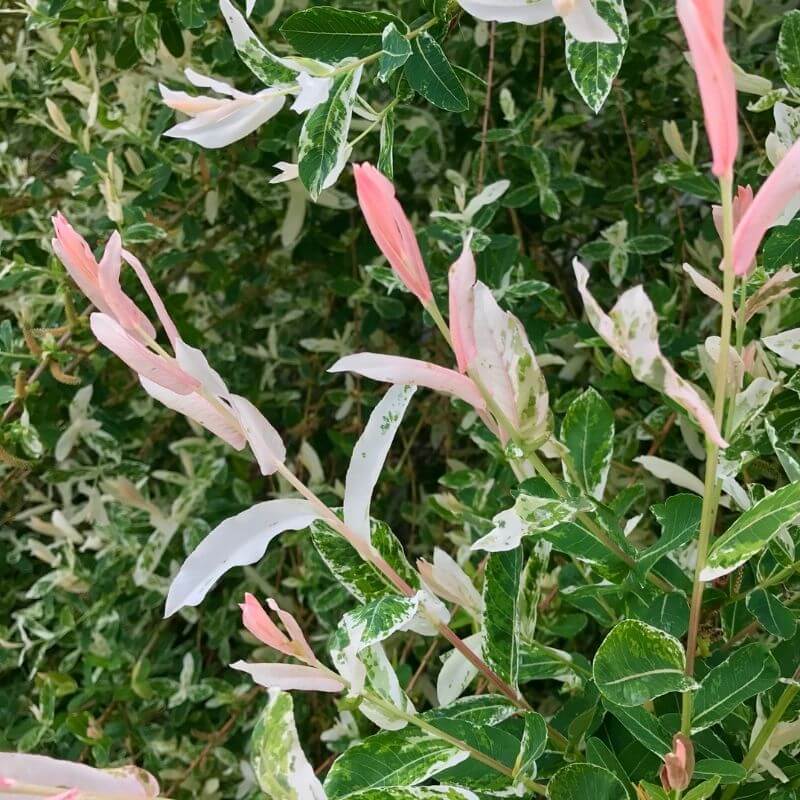 Image of Close up of dappled willow shrub leaves