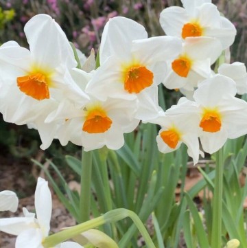weatherproof daffodils standing tall
