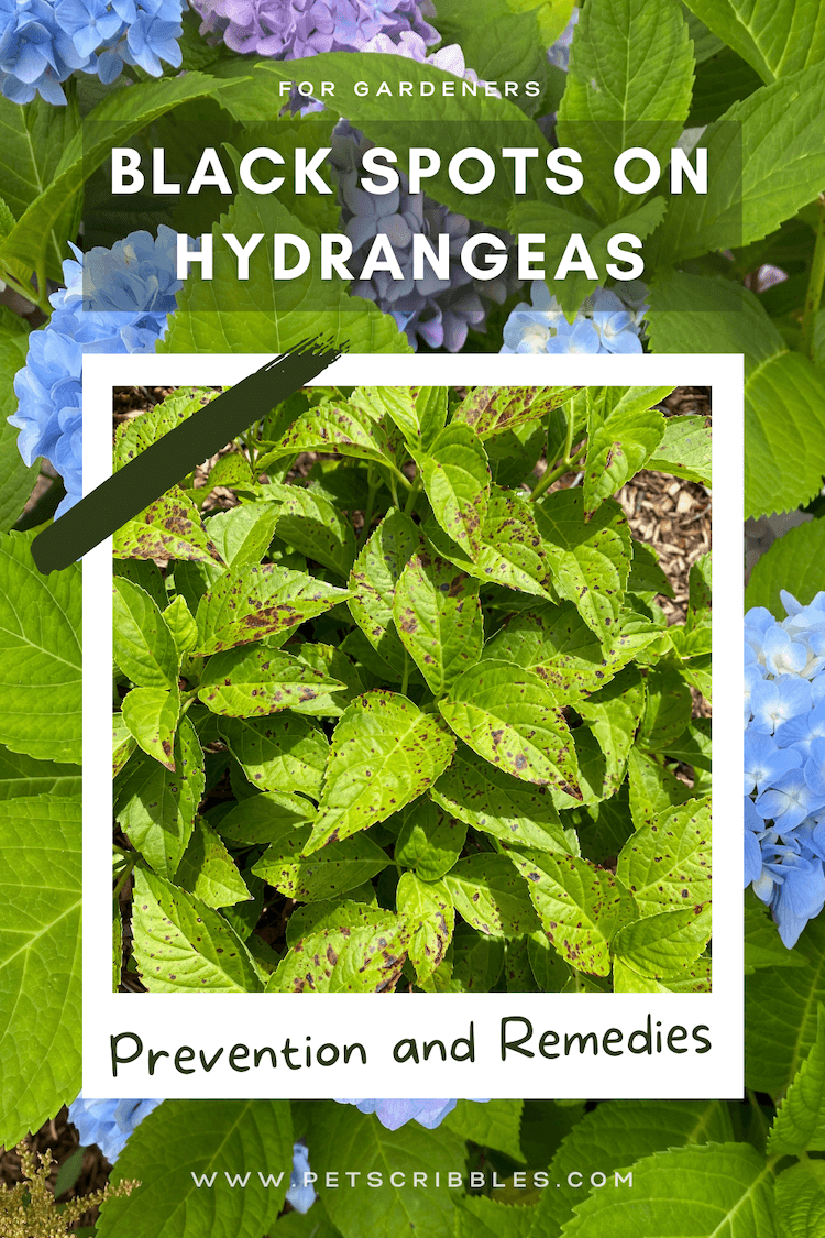 Can't stand black spots on hydrangeas? Neither can I! I'm sharing the causes and solutions, plus why I ultimately decided to toss out my own mophead bigleaf hydrangeas! via @petscribbles