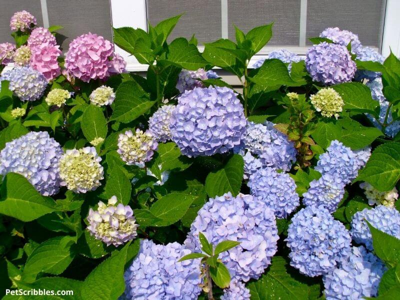 Endless Summer Hydrangeas in bloom