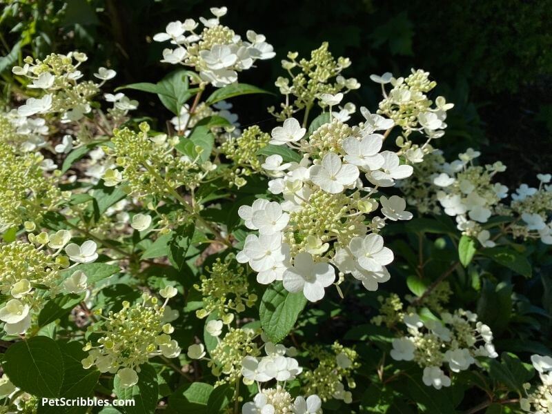 Little Quick Fire Hydrangea flowers