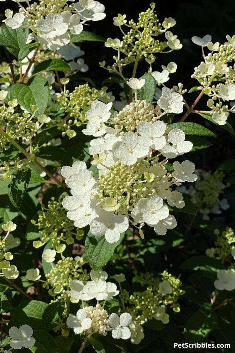 Little Quick Fire hydrangea white flowers