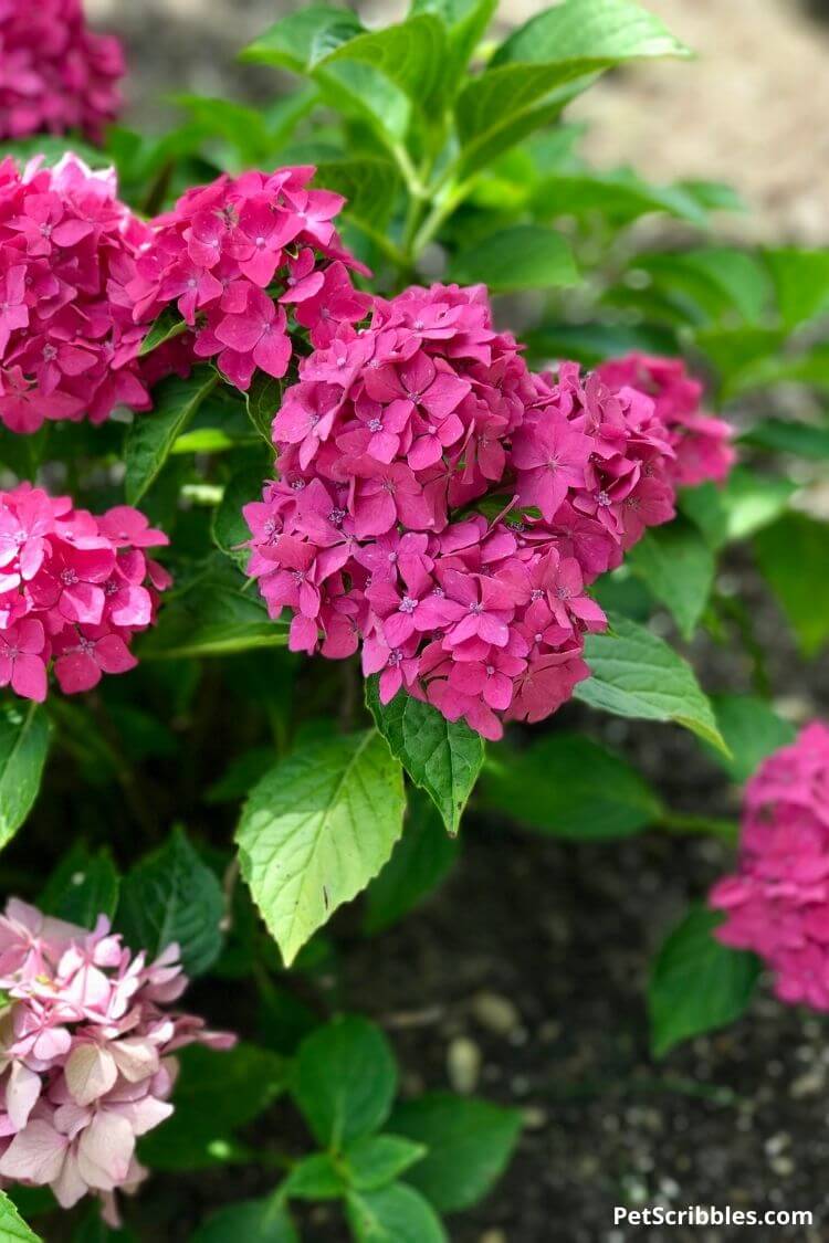 Pia dwarf hydrangea flowers