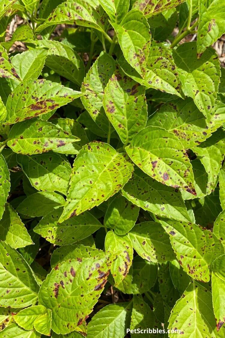 black spots on hydrangea leaves