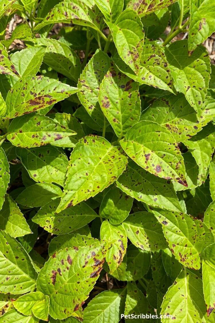 black spots on hydrangeas, leaves shown up close in full sun