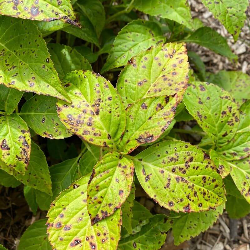 Black Spots on Hydrangea Stems: Causes & Fixes