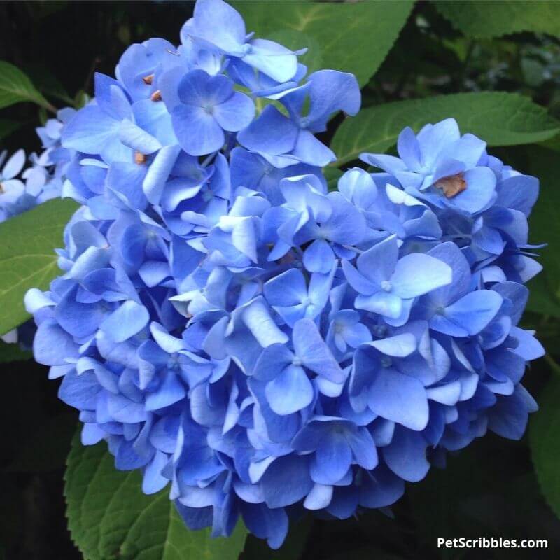 blue hydrangea flower