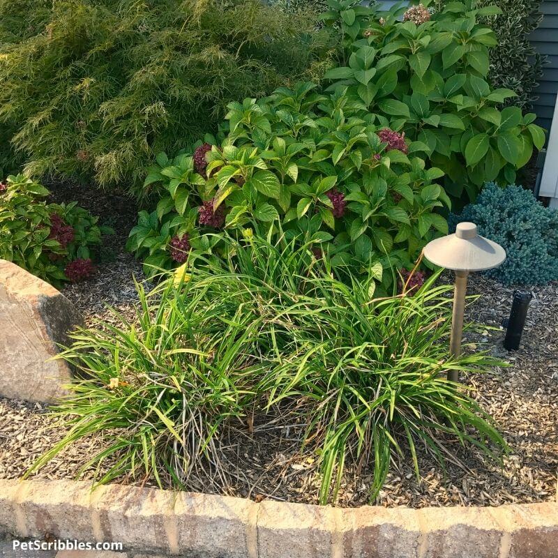 crowded mophead hydrangeas that are suffering from black spot