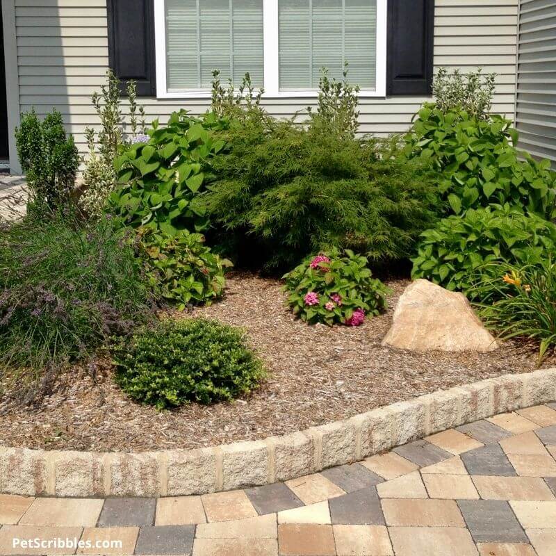 crowded shrub garden including mophead hydrangeas with black spot