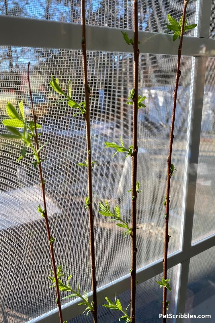 dappled willow cuttings in water