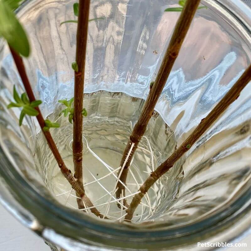 dappled willow rooting in water