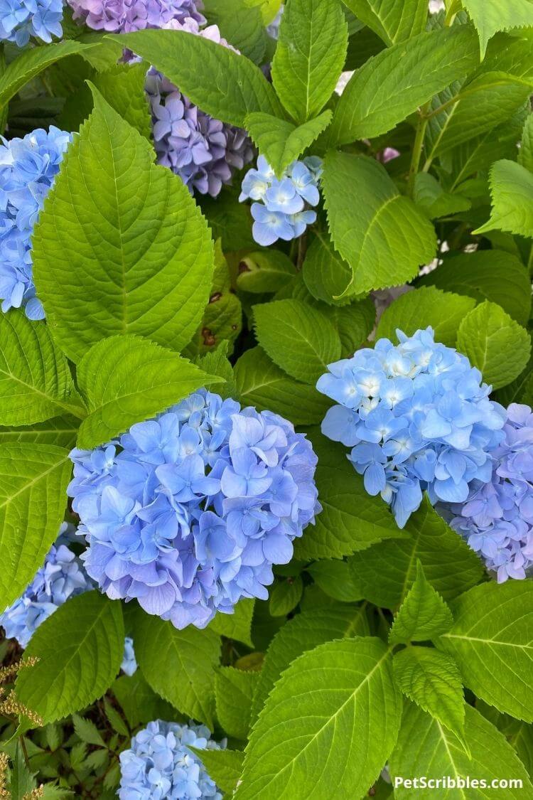 deep blue hydrangea flowers