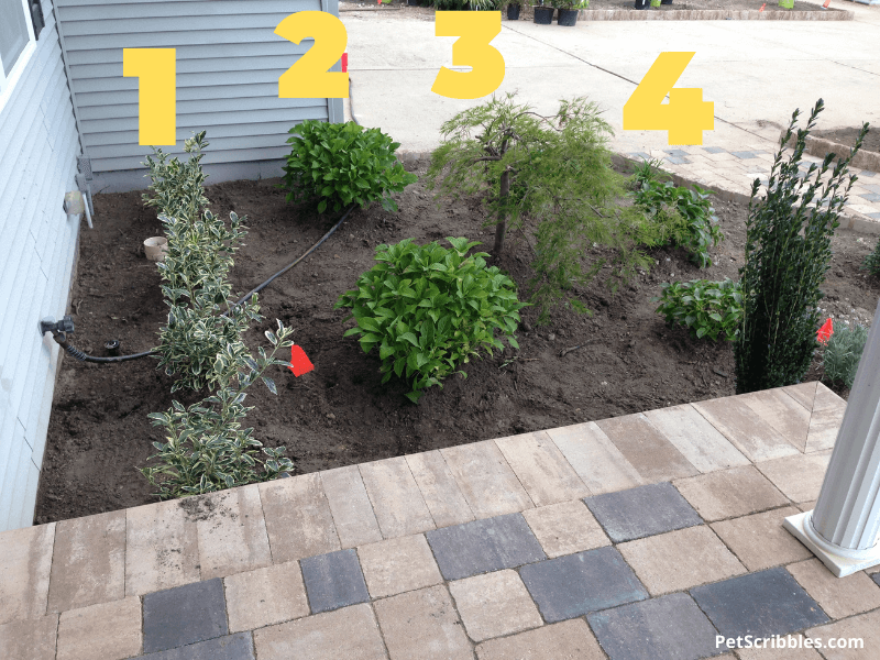 hydrangeas planted too close to other shrubs