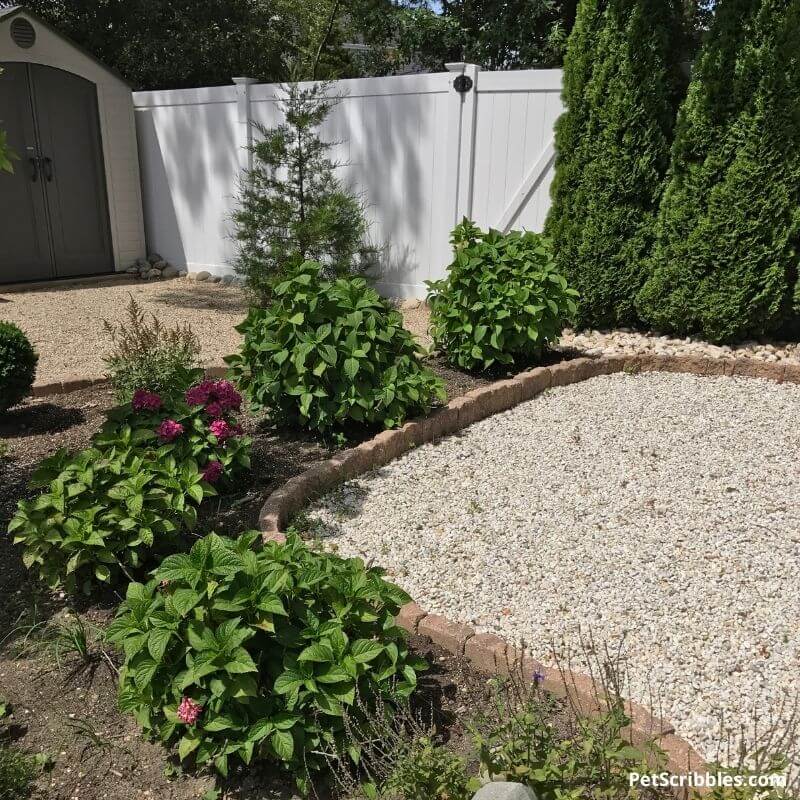 newly transplanted mophead hydrangeas