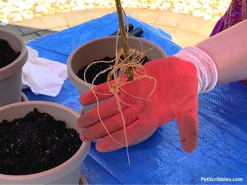 roots of dappled willow cuttings