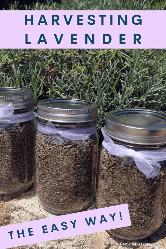 harvesting lavender the easy way