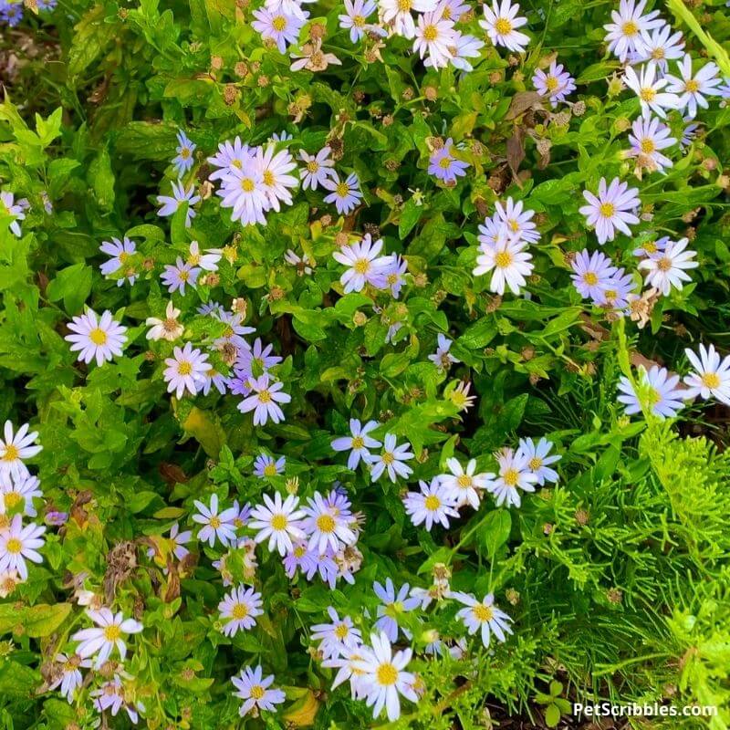 False Asters Kalimeris