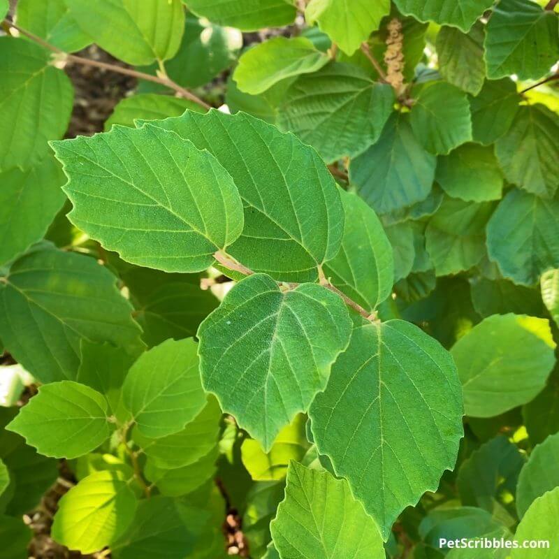 Fothergilla leaves in Summer