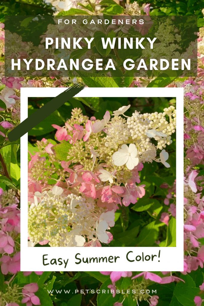 Pinky Winky Hydrangea Garden