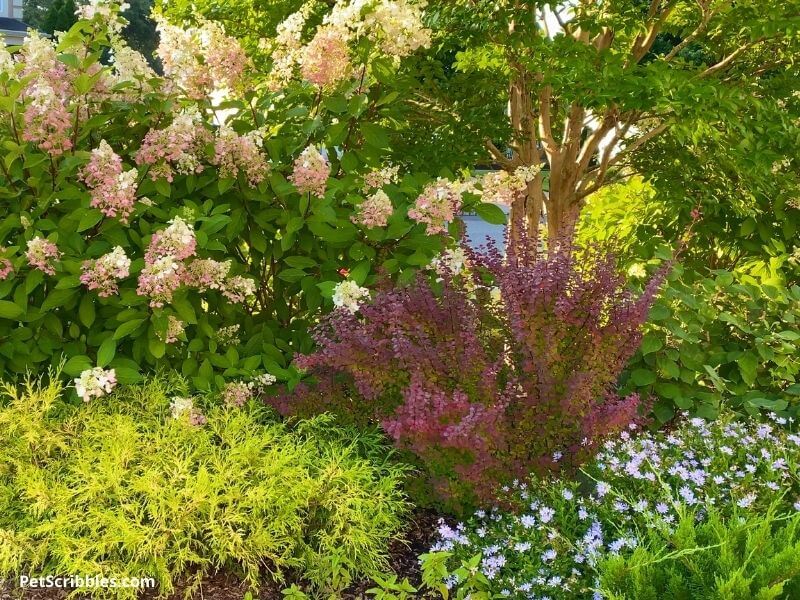 Pinky Winky Hydrangea Garden Bed