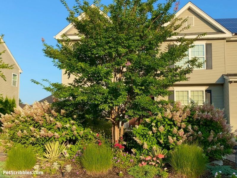 Pinky Winky Hydrangea Garden