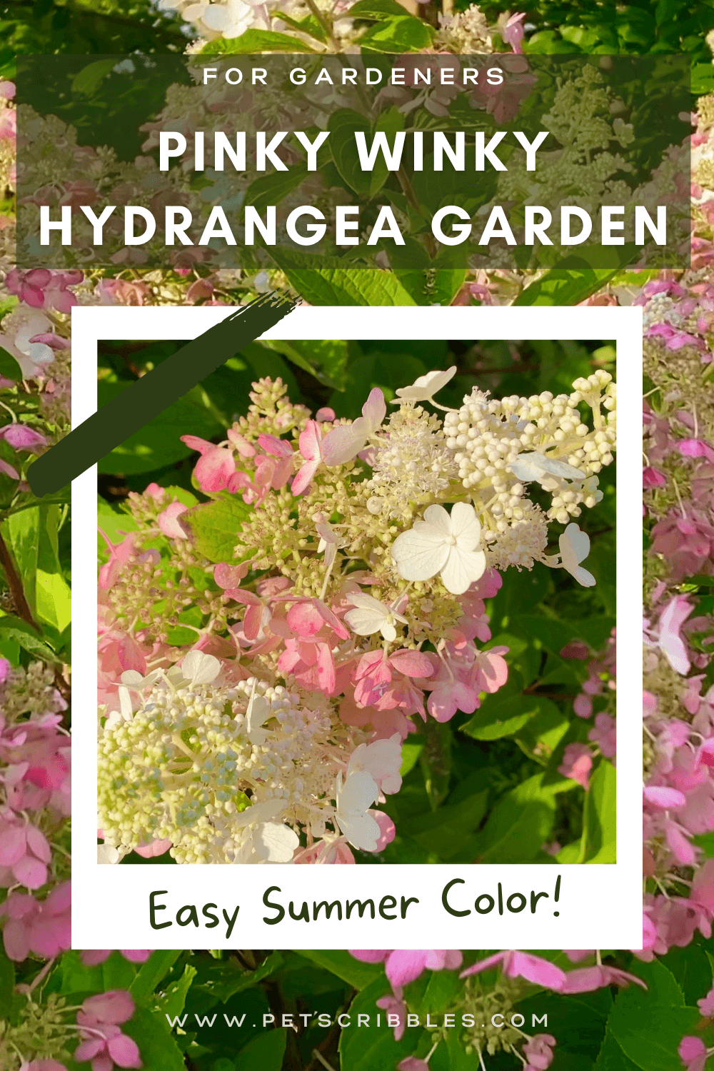 Enjoy this detailed Summer garden tour of my Pinky Winky Hydrangea Garden. In addition to the Pinky Winky Hydrangeas, this garden features a Muskogee Crepe Myrtle, Fothergilla, evergreens and flowering perennials like Geranium Rozanne, Geum and Roses. Includes video! via @petscribbles