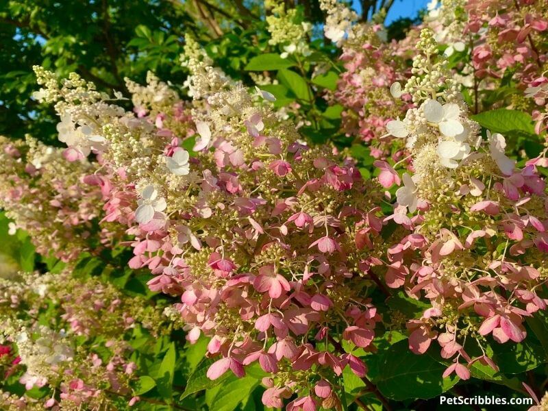 Pinky Winky Hydrangea