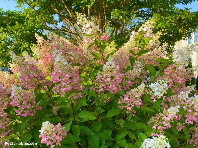 Pinky Winky Hydrangeas in Summer