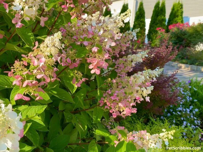 Pinky Winky Hydrangeas in front yard