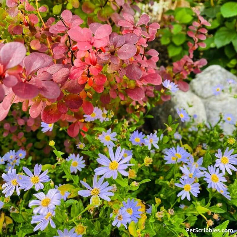 barberry and false asters in the garden