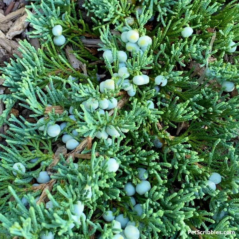 blue rug juniper berries up close