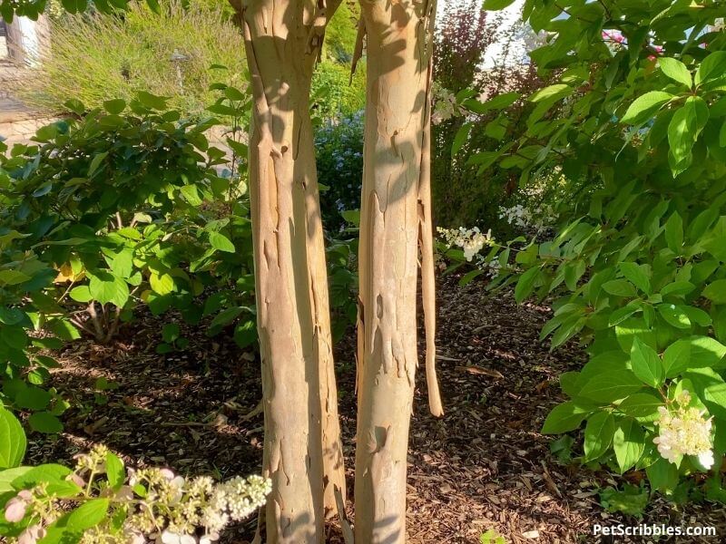 peeling bark on a crepe myrtle tree